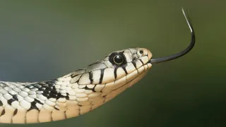 Viral Video Of Man ‘Hanging Out’ With Multiple Anacondas Coiling Him Leaves Internet Horror Struck | WATCH